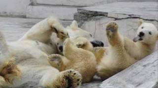 寝起き　（円山動物園のホッキョクグマの赤ちゃんと母）