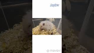 дыхательная недостаточность у крыс и хомяков 🐭🐹пневмония🤧 respiratory failure in rats and hamsters