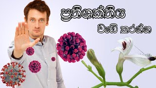 Boosting Immune \u0026 Antiviral Herb Kalmegh | Heen Bin Kohomba | හීං බිං කොහොඹ වල ගුණ ඉංග්‍රීසියෙන්