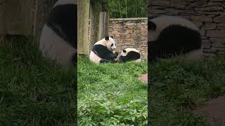 妍惠抢小宝的笋笋 ！ #panda #大熊貓