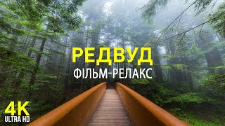 Найвищі дерева в світі – Віртуальна прогулянка по лісу - 4К Фільм-релакс про парк Редвуд, Каліфорнія