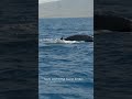 humpback awareness month 2024