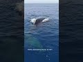 humpback awareness month 2024