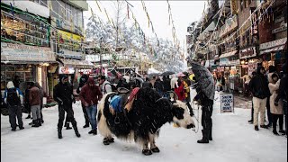 Heavy Snowfall in Mallroad Manali || Shimla || Solang Valley  || Tosh