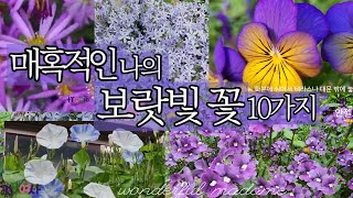 환상적인 보랏빛 허기를 채워 줄 봄 꽃 10가지/ 보랏빛 보석상자 같은 나의 꽃밭!