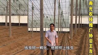 高温闷棚能不能消灭病菌和根线虫？想治疗根线虫还得用这个办法