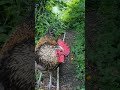 【鶏日記】クロがついてきてるか確かめるムコタ にわとり hens poules coq 雄鶏 鶏 ニワトリ