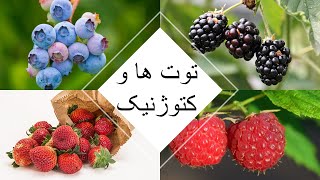 توت های مجاز در رژیم کتوژنیک