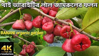 থাই ভ্যারাইটির লাল জামরুলের ফলন কেমন হয়। thai red star apple farming and yield #bananiorganicgarden