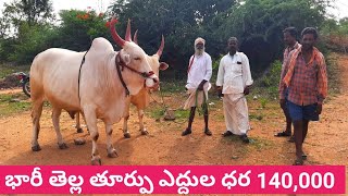 భారీ తెల్ల తూర్పు ఎద్దులని చింతల్ దిండి నుండి మద్దూర్ కి తెచ్చిన నర్సింహులు, Big size thurpu cattle.