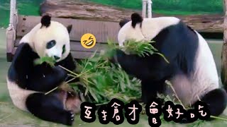 圓寶最愛坐在鞦韆上吃竹葉|熊貓貓熊The Giant Panda Yuan Yuan and Yuan Bao|台北市立動物園