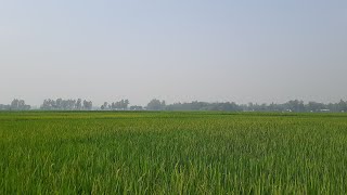 Green Paddy Field || Agriculture || Beautiful Bangladesh || 2023