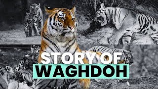 The story of Wagdoh tiger