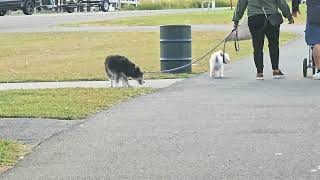 DOGS ENJOYING THE WATERFRONT IN OYSTER BAY - NEW YORK