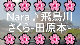 奈良県Nara♪飛鳥川沿いのさくら通り、田原本編です。