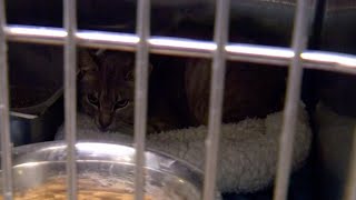 Springfield organization, animal control rescue 14 cats from house