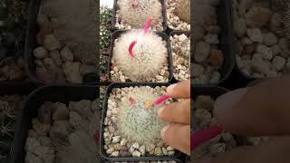 Mammillaria candida con frutos