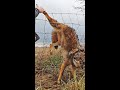 Saving a Beautiful and Angry Trapped Coyote #shorts