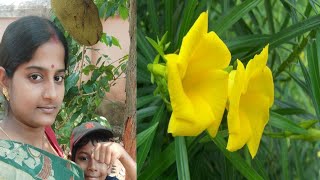 kolke ful gach ! বিষাক্ত গাছ   এবং এই গাছ গুলি কি কি ক্ষতি করে /Poisonous plants / Toxic plants !🌱🌱