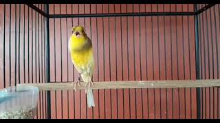 Best Canary Singing - Your canary will sing in 5 minutes