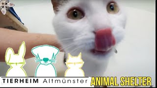 Altmünster animal shelter 🐶🐰🐱