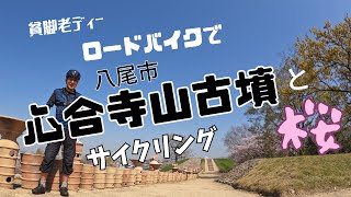 【ロードバイク】で八尾市【心合寺山古墳】と桜見にサイクリング！街中で中に入れる古墳って驚きでした。【貧脚老ディー】