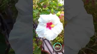 Big size White with Red Hibiscus flower bloom in my Terrace Garden                    Shorts