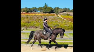 Pacey Rocky Mountain Horse - Blue Jay -Gaited Horse Training