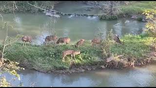 മാൻ കൂട്ടം group of deer