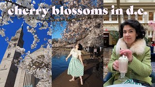 Weekend in D.C. 🌸 Cherry Blossom Festival, Brunch, National Gallery \u0026 National Shrine