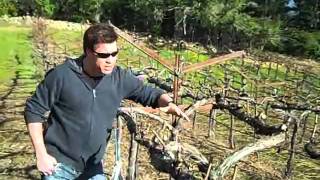 Growing Grapes at a High Elevation