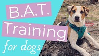 How to stop your dog from barking at other dogs (Intro to BAT Training for Reactive Dogs!)
