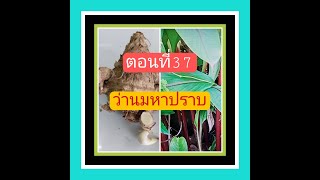 ตอนที่ 37  ว่านมหาปราบ เล่นว่าน อ่านตำรา