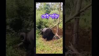 এই বোন গরুর ঢিসে খুব শক্তি #গরু#শক্তি#ভাইরাল