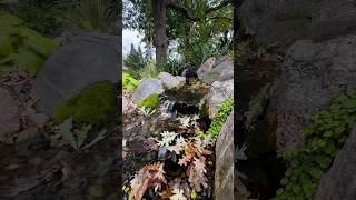 Mossy greens still POPPING this fall! #backyardwaterfall #nature #minneapolis #watergarden