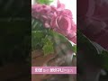 화분으로 꽃바구니 만들기 🪴💐🧺 shorts