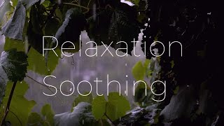 RAIN NATURE IN SLEEP SOUNDS | Nature's White Noise For Relaxation, Studying or Sleep | 10 Hours