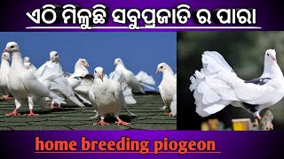 ଏଠି ମିଳୁଛି home ବ୍ରୀଡିଙ୍ଗ ପାରା /ବରଗଡ଼ ଓଡିଶା