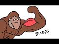How To Get Big Biceps Explained By Ape