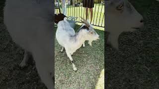 キッズ動物園に行ったよ