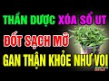 Bác Sỹ Mách Bạn 9 Loại Rau Chống UT Mọc Đầy Ở Việt Nam, Quét Sạch Mỡ Máu, Gan Thận Khỏe Tới Già