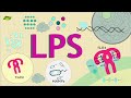 What is LPS signaling? | Know Everything | Basic Science Series English