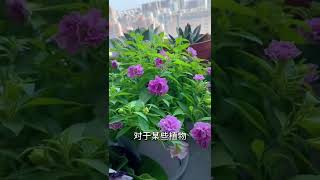 【蓝胖小花匠🎏】夏天购买花卉植物注意事项～#养花小知识#阳台花园#封闭阳台养花#花卉绿植#五星花