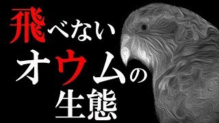 【人気急上昇中！】世界で唯一の”飛べないオウム”の生態【カカポ】