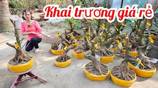 Thanh Tâm 📲0868433941 Khai trương phôi mai vàng Giá rẻ mùng 2 Tết (MaivàngQuêdừa)