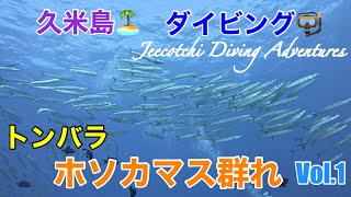 久米島🏝ダイビング🤿トンバラ🪸ホソカマスの群れ🐟🐟🐟🤩👌2023年11月Vol.1