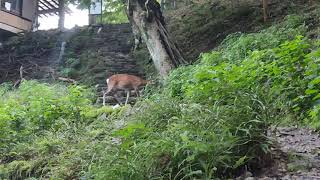 【神奈川大山】下社まえの階段にて【シカ遭遇】