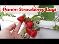 SERU BANGET PANEN STRAWBERRY BANYAK HASIL KEBUN SENDIRI