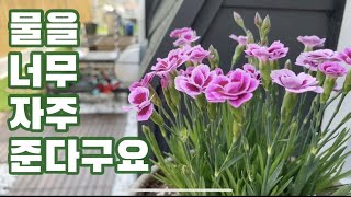 초보 가드너의 흔한 실수 | 옥상텃밭 | 홈가드닝