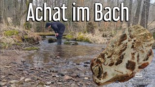 Achat im Bach suchen mit Erfolg